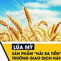 Hiệp Hội Lúa Mì Việt Nam Hiện Nay Là Ai